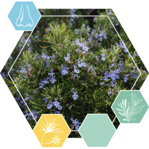 Essential oil Rosemary CT cineole