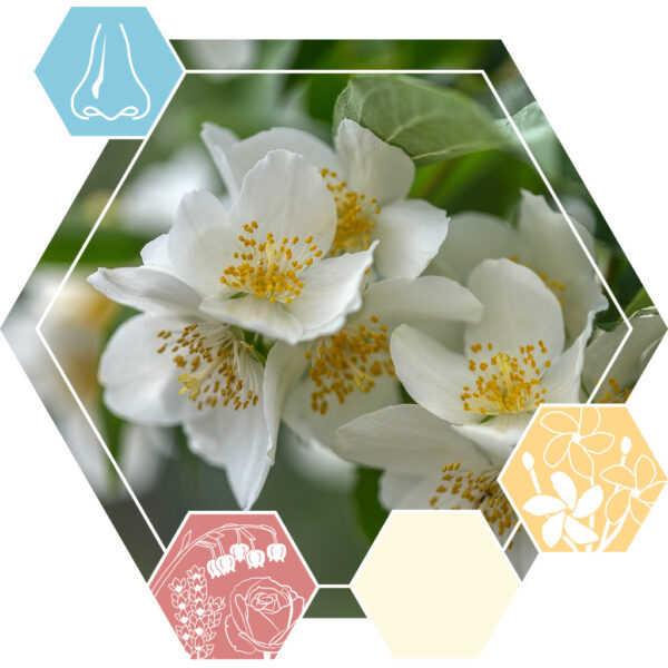 Fragrance oil Wild jasmine 2