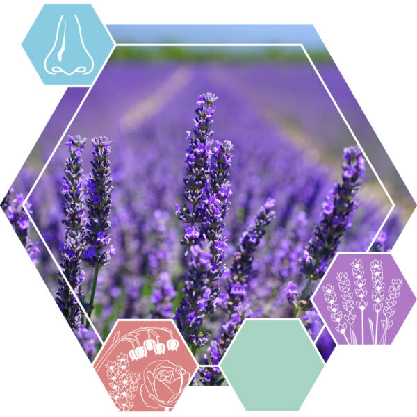 Fragrance oil Alpine lavender