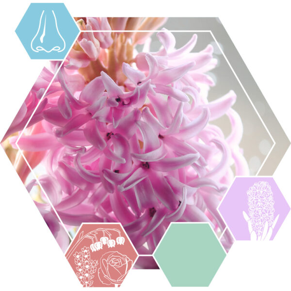 Hyacinth body No. 3 (IFF)