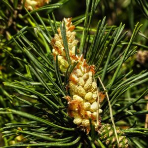 EO Pine needle (org)