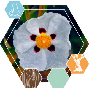 Labdanum absolute