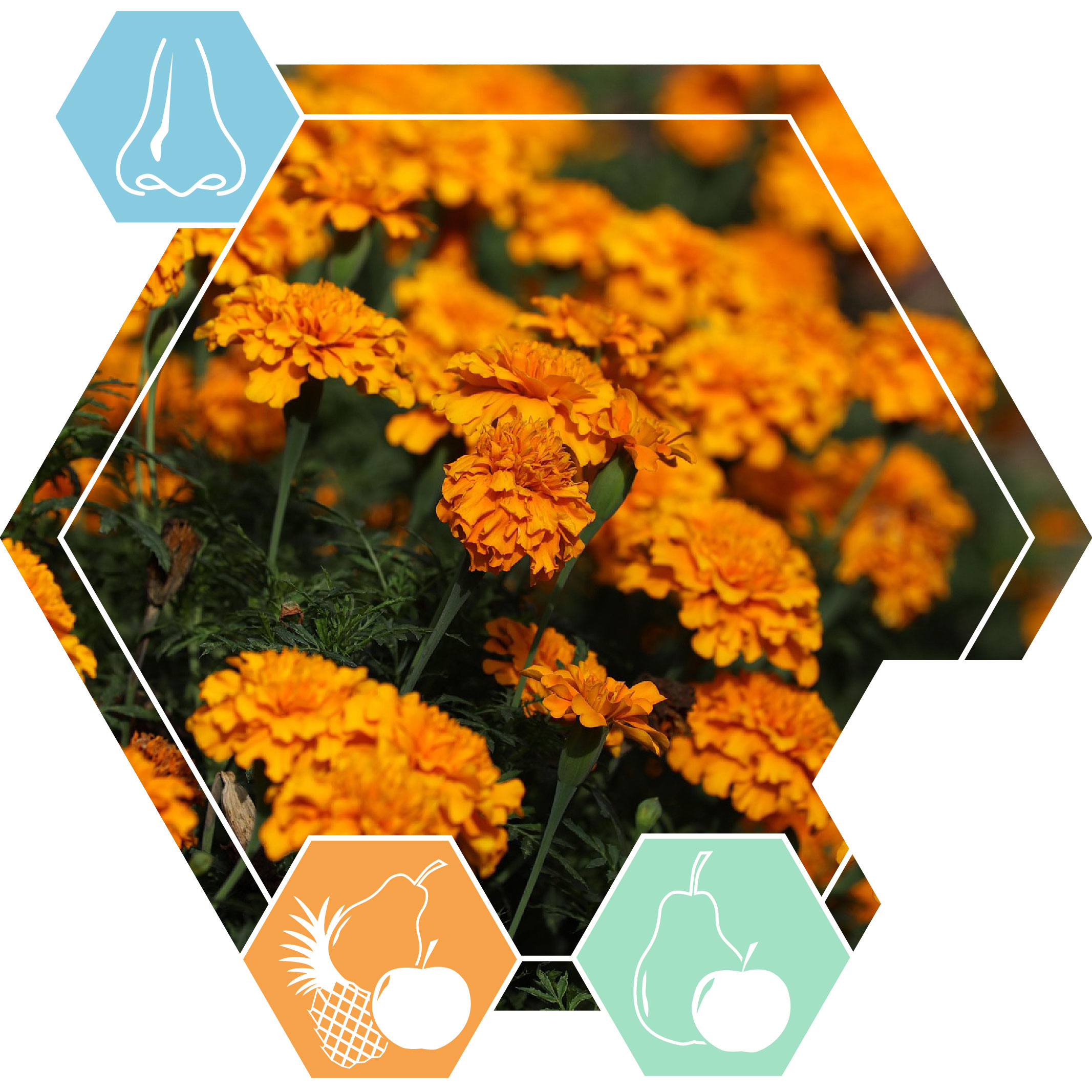 Essential oil Tagetes