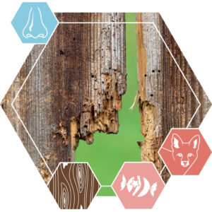 Oud synth 184007 (Fir)