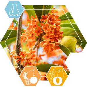 Osmanthus absolute