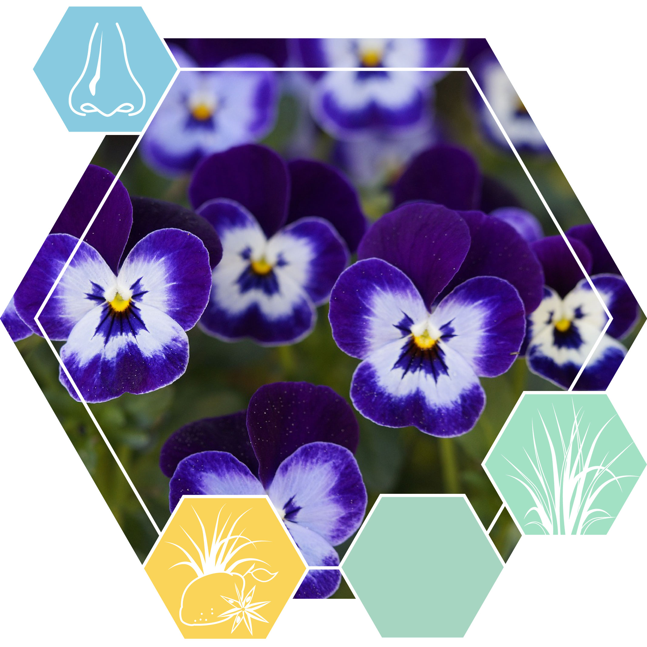 Violet leaf absolute